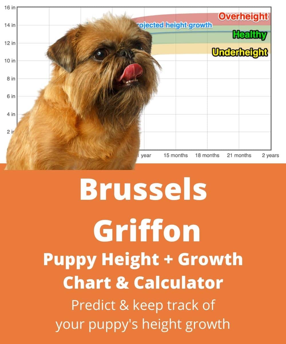 brussels-griffon Puppy height Growth Chart brussels-griffon Puppy height Growth Chart